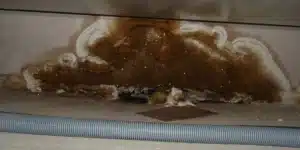 Dry Rot Mistakes