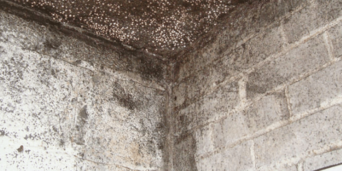 How to get rid of black mould Kent South East Timber & Damp