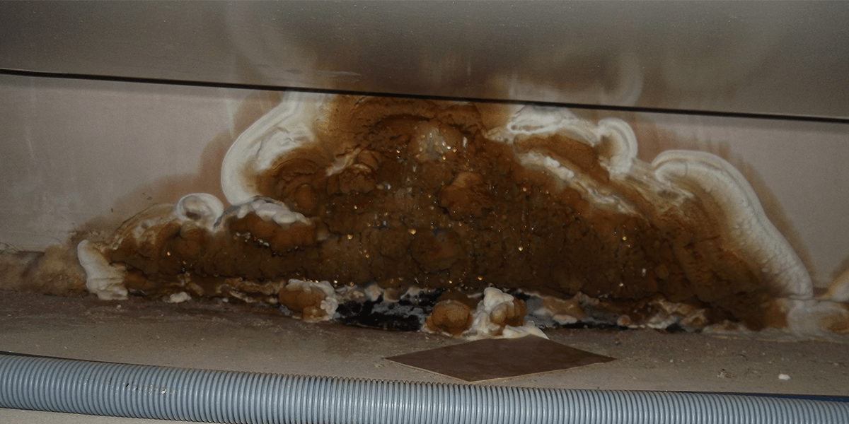 Dry Rot | Kent & South London | South East Timber & Damp