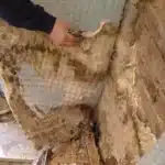 Dry Rot Treatment