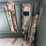 Dry rot outbreak behind period panelling.
