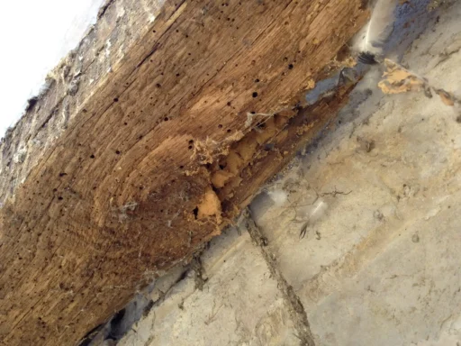 Woodworm Treatment