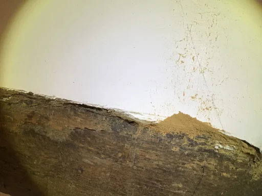 Woodworm Treatment