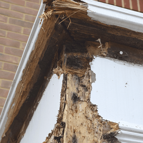 Wet rot survey