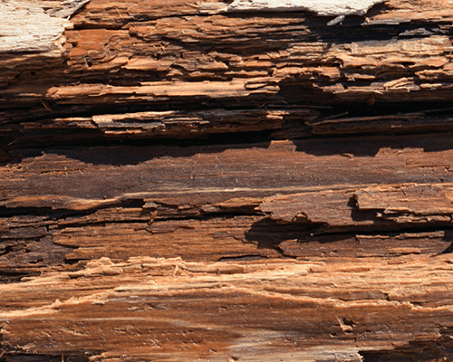 What Causes Wet Rot — South-East Timber & Damp Ltd.