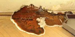 How to treat wet rot