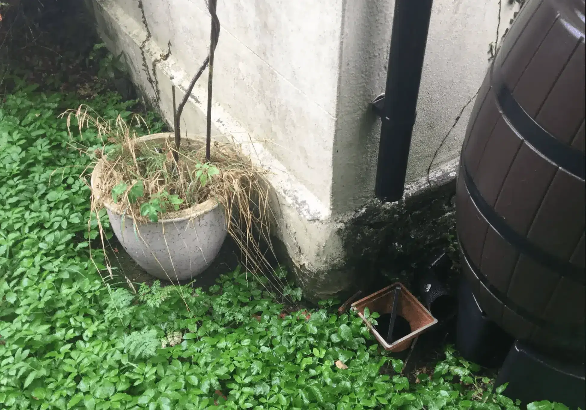 Damp Survey Charing