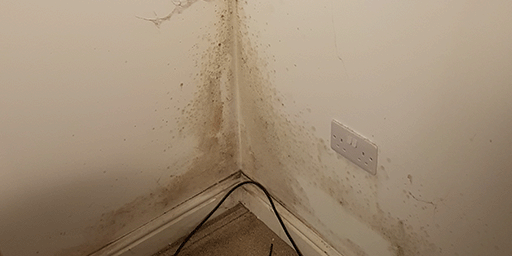 How to spot rising damp. This an example of damp around a skirting board.