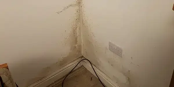 How to spot rising damp. This an example of damp around a skirting board.