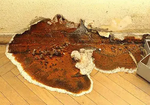 This is an example of timber decay