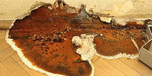 This is an example of timber decay