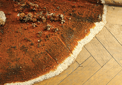 Timber treatment 3 500x400-min Dry Rot damage