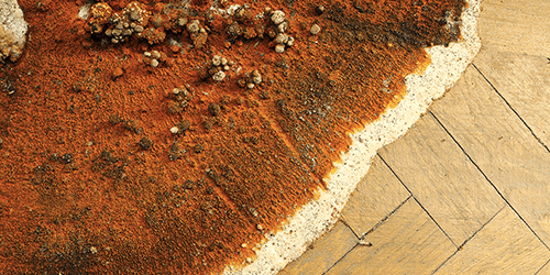 Dry Rot damage