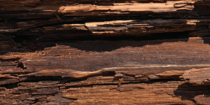 Wet-Rot-500x500-1-500x480