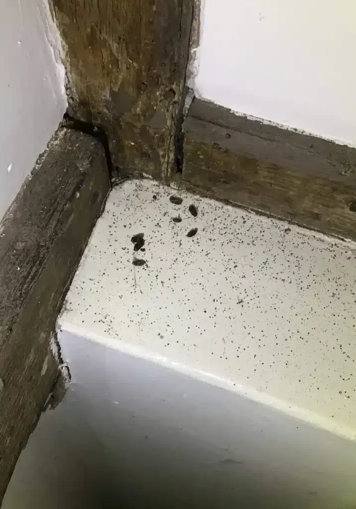 Woodworm Evidence Woodworm Treatment