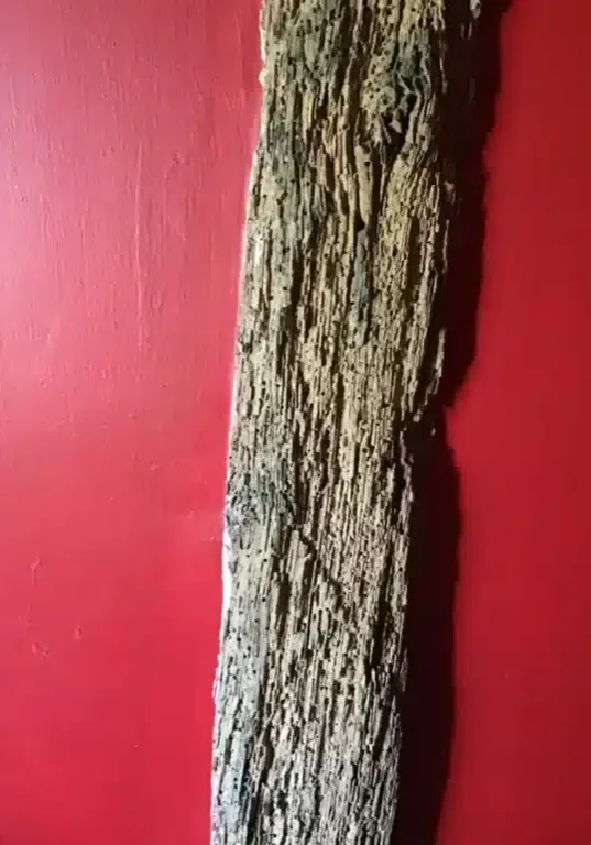 Woodworm decor Woodworm Treatment