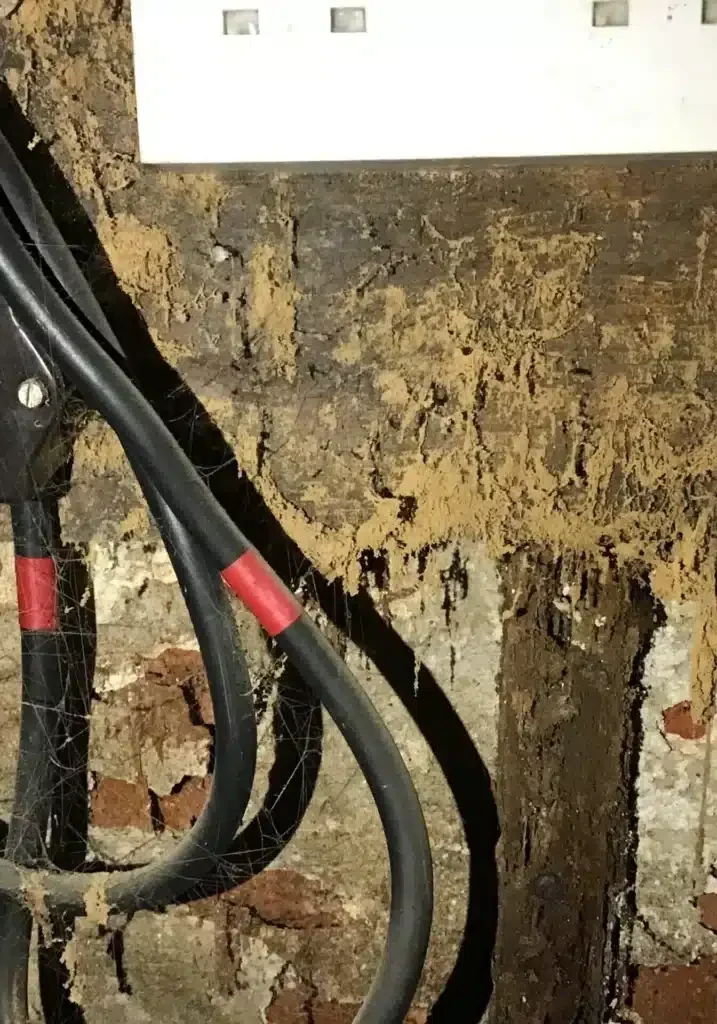 Woodworm effects Woodworm Treatment